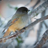 Jeris week 45 12-5062